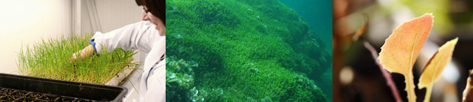 Grado en Ciencias Ambientales