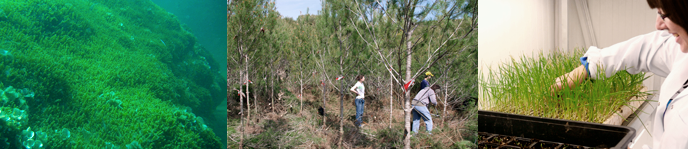 Doble grado en Ingeniera Forestal y del Medio Natural + Ciencias Ambientales