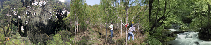 Grado en Ingeniera Forestal y del Medio Natural