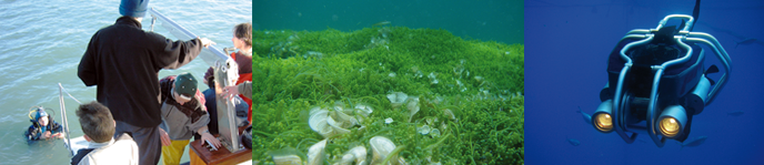 Mster Universitari en Avaluaci i Seguiment Ambiental d'Ecosistemes Marins i Costaners