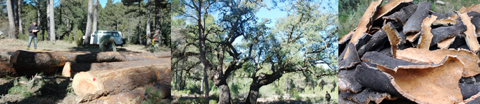 Mster Universitari en Enginyeria de Forests